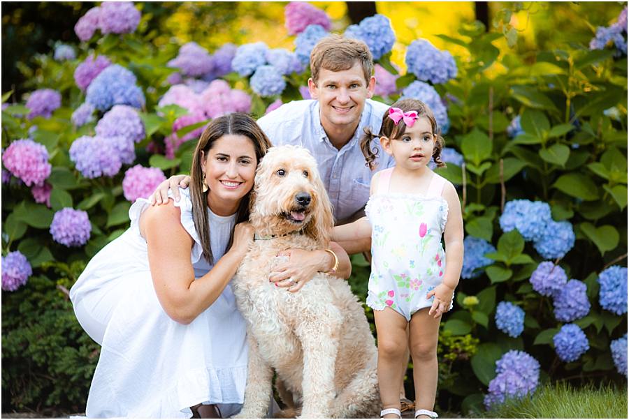 Chicago and Virginia Family Photographer Southern Summer Hydrangeas with Golden Doodle