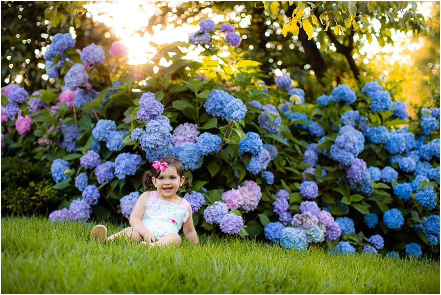 Chicago and Virginia Family Photographer Southern Summer Hydrangeas in golden hour light